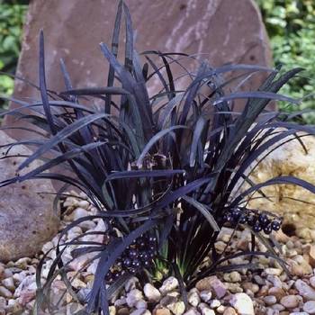 Офиопогон Ophiopogon planiscapus 'Nigrescens' 